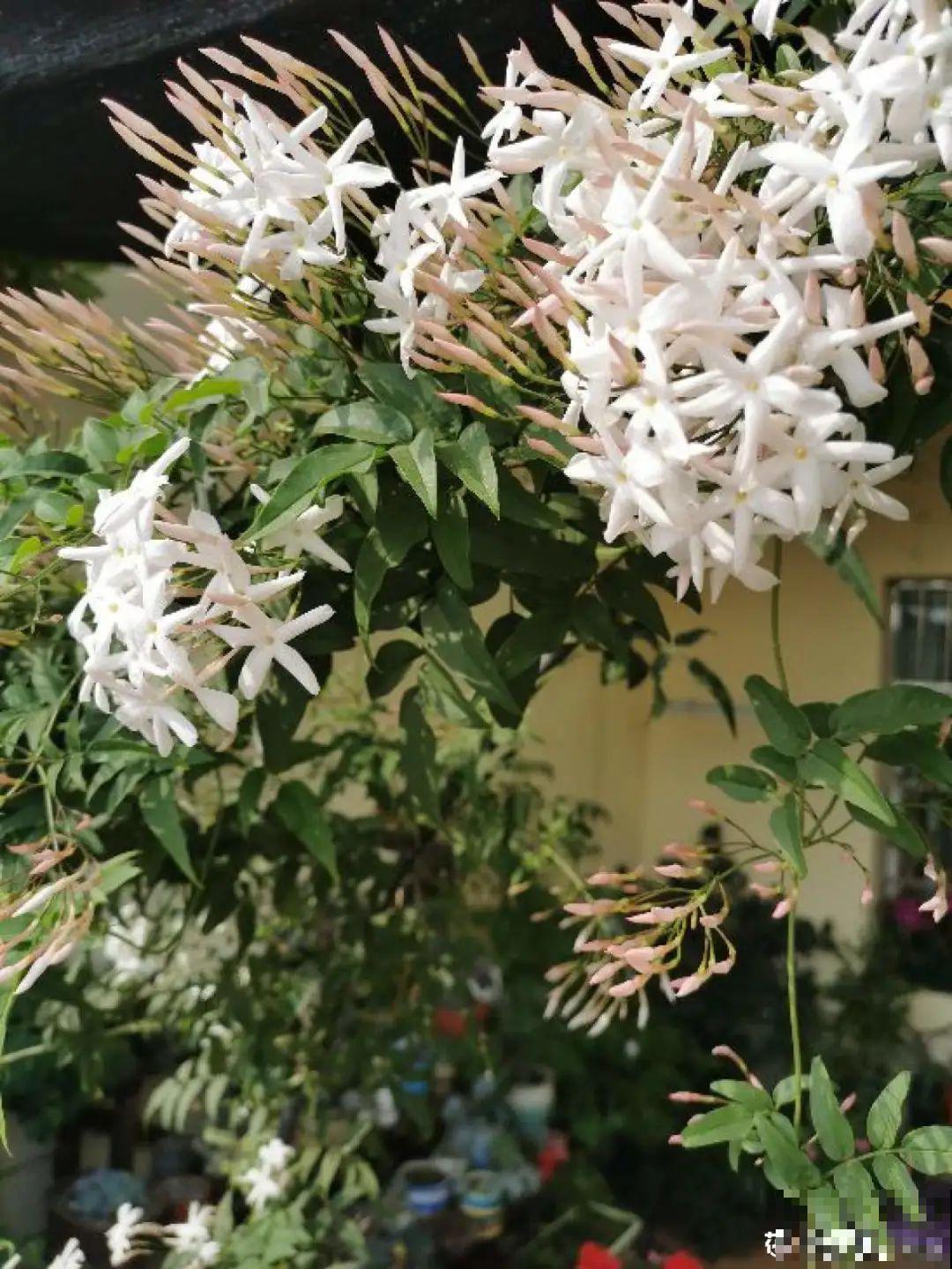6种花耐高温，夏天也能养开花