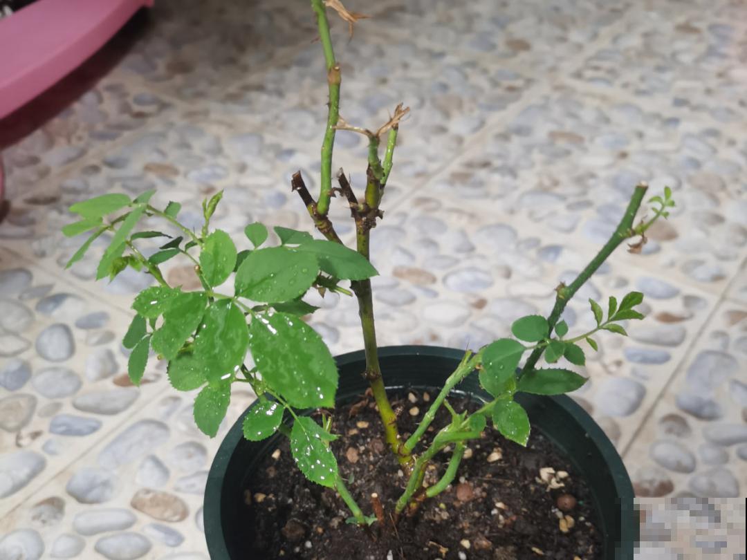 难养活的8种花，在家里养不好，扔门口反而呼呼开花