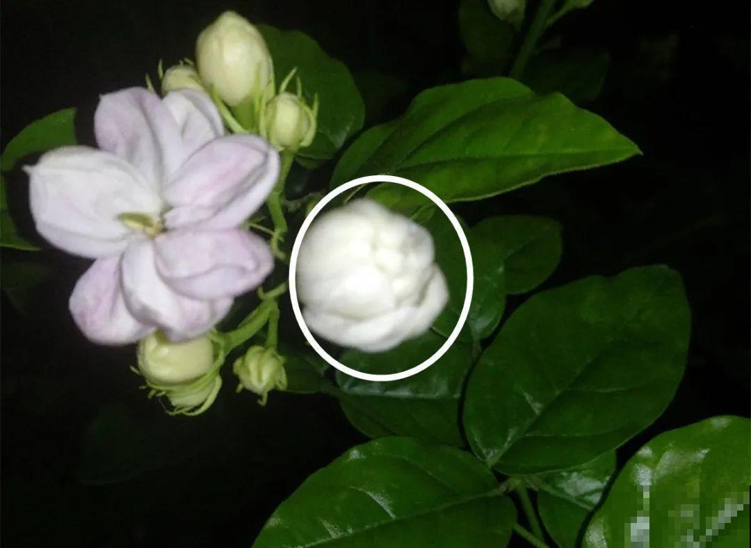 家门口的木槿花，裹上面炸一炸，外酥里嫩香喷喷