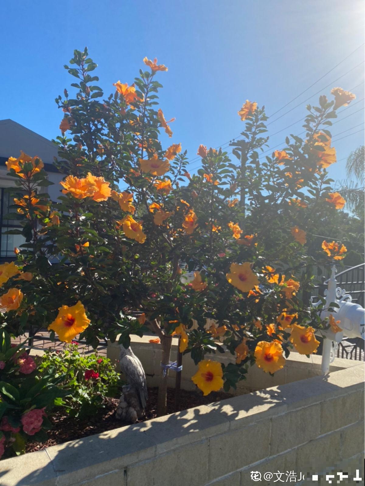 秋后最困扰的事儿,就是大把掉头发,6个妙招改善掉发 秋后最困扰的事儿,就是大把掉头发,6个妙招改善掉发