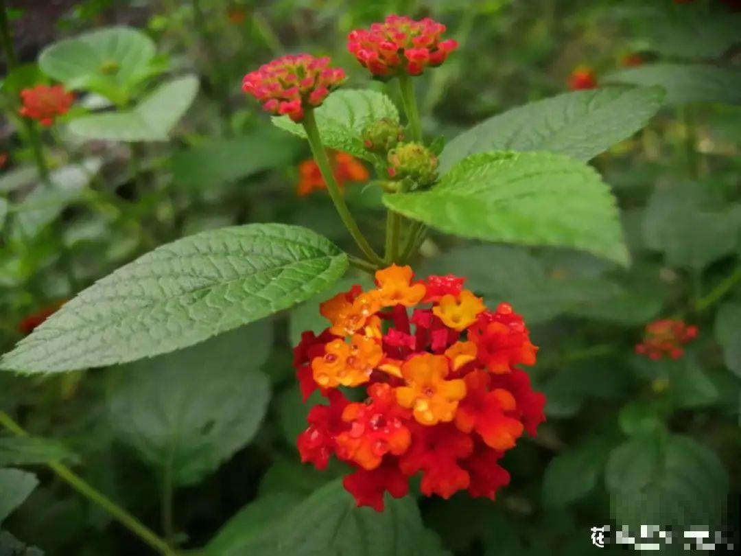 10种“脏脏”花，爱干净的人别养，会招虫子