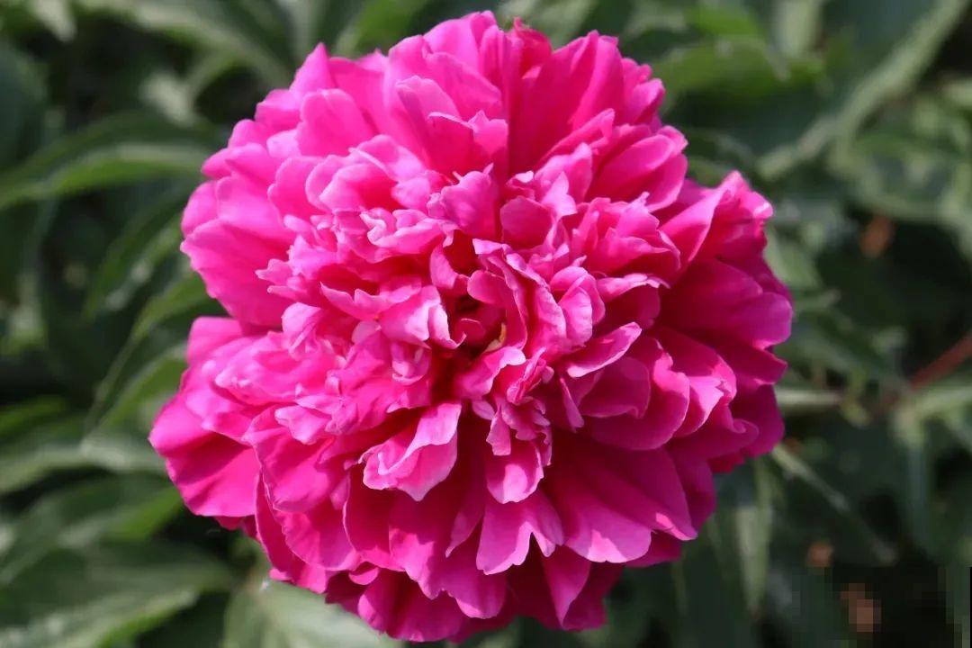 一年只能种一次的花,开花富贵寓意吉祥,堪称“花中宰相” 一年只能种一次的花,开花富贵寓意吉祥,堪称“花中宰相”