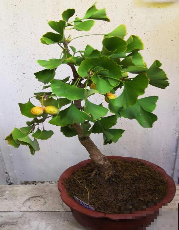 秋天银杏成了“黄金树”,颜值超高,为啥种的人很少 秋天银杏成了“黄金树”,颜值超高,为啥种的人很少