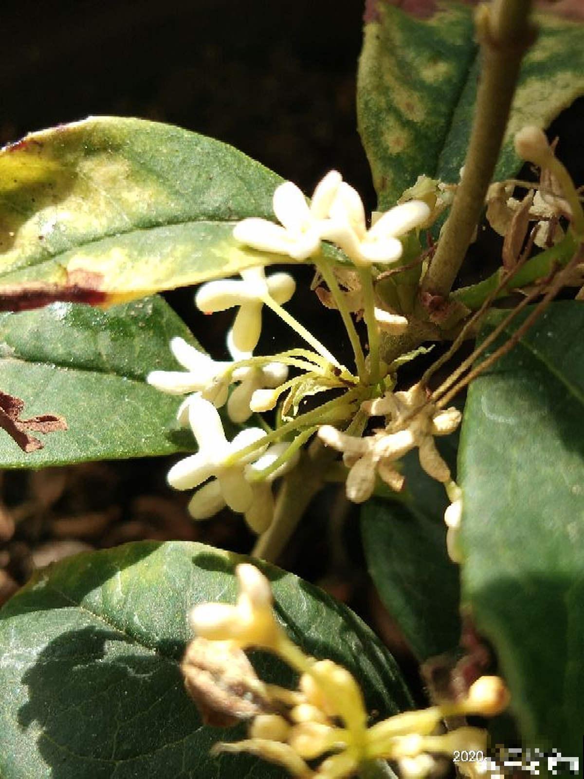 秋天院子里种棵桂花，“香飘十里”不为过，还能做成美味
