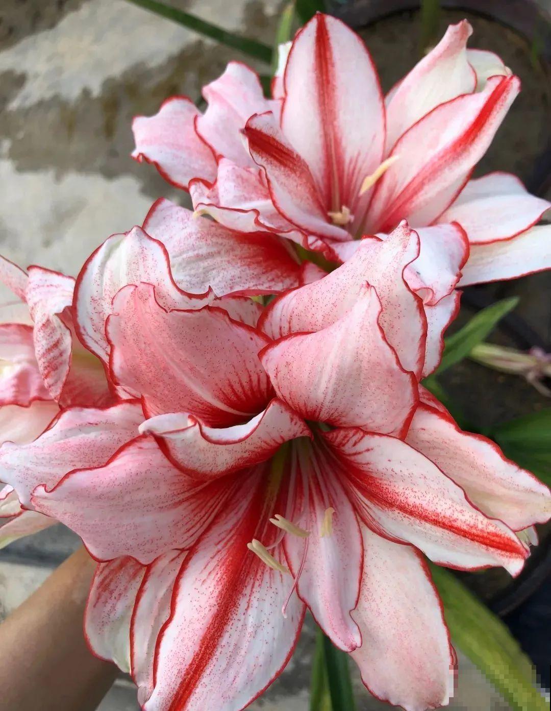 家里养盆朱顶红，开花个个比脸大，牛年养它“注定红”！