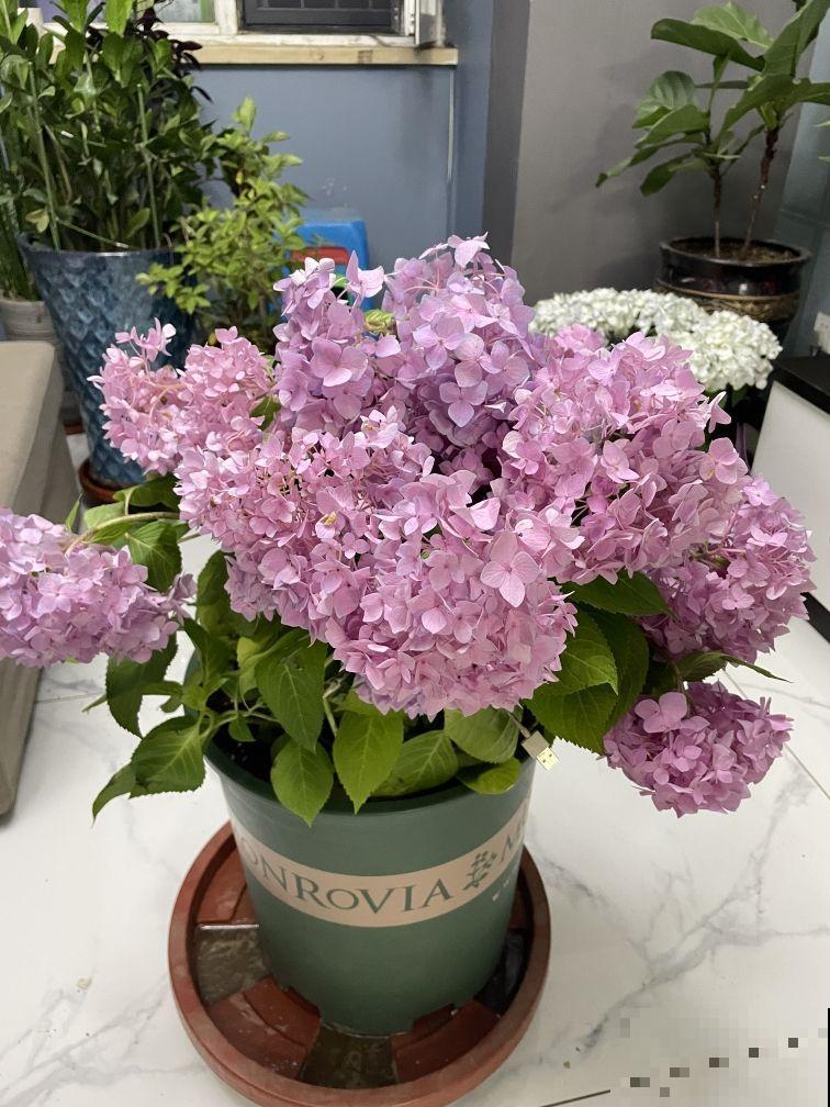 就不该养绣球，入了这品种的坑，想出都出不来