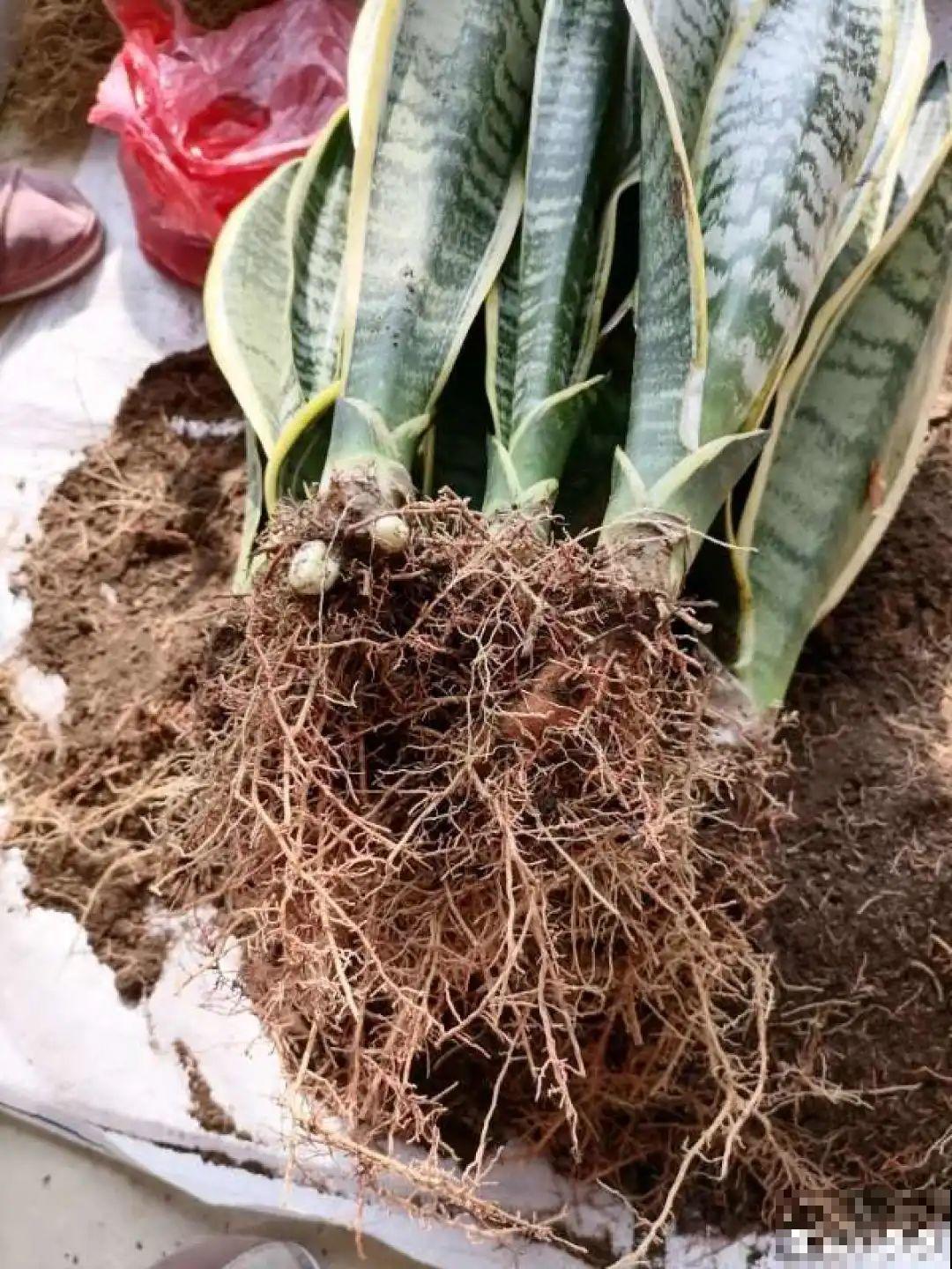 换盆时间到,换好后植物呼呼长,不换全年不开花 换盆时间到,换好后植物呼呼长,不换全年不开花