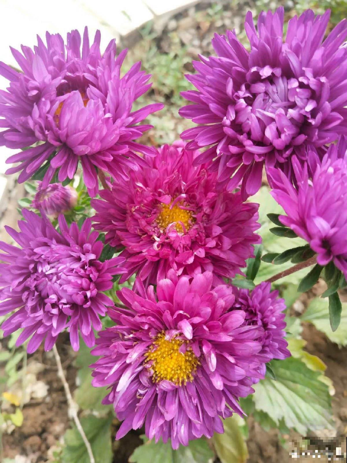 4种北方植物，养养就爆盆，在南方反而不易养好