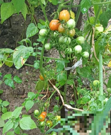 7种最适合阳台养殖的水果，成活率高，果香飘满屋