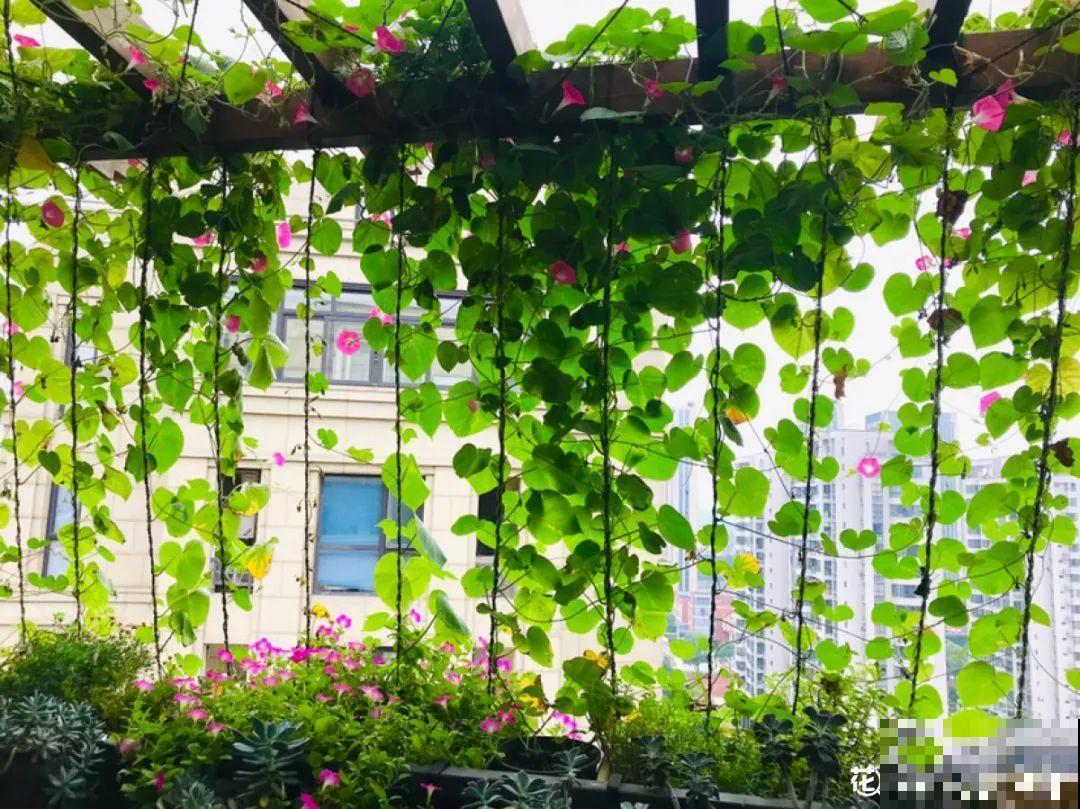 屋里养了“窗帘花”，遮阴效果好，屋里温度嗖嗖降