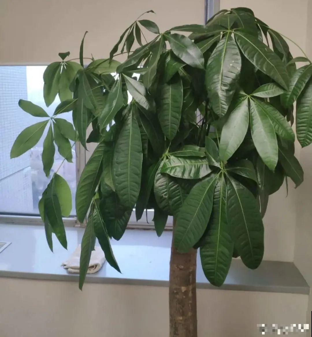 虎皮兰浅盆养，小芽嗖嗖冒，满盆都是新芽