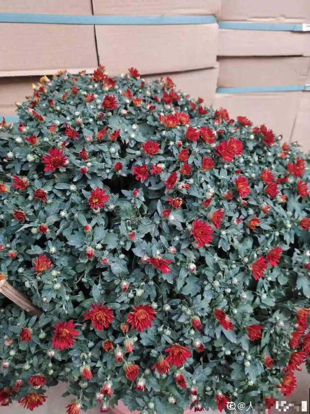 家里养盆千头菊,呼呼冒花苞,开成一个大花球! 家里养盆千头菊,呼呼冒花苞,开成一个大花球!