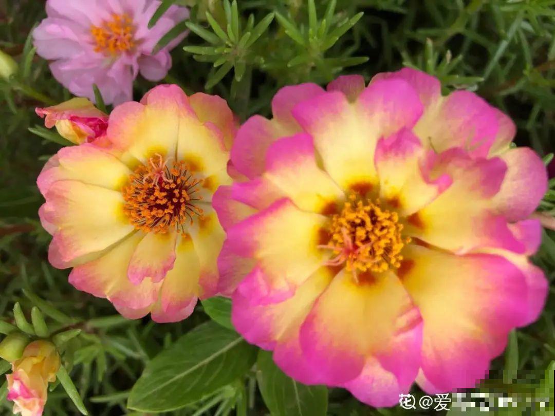 10种花开完不要剪，等20天之后，1盆变多盆