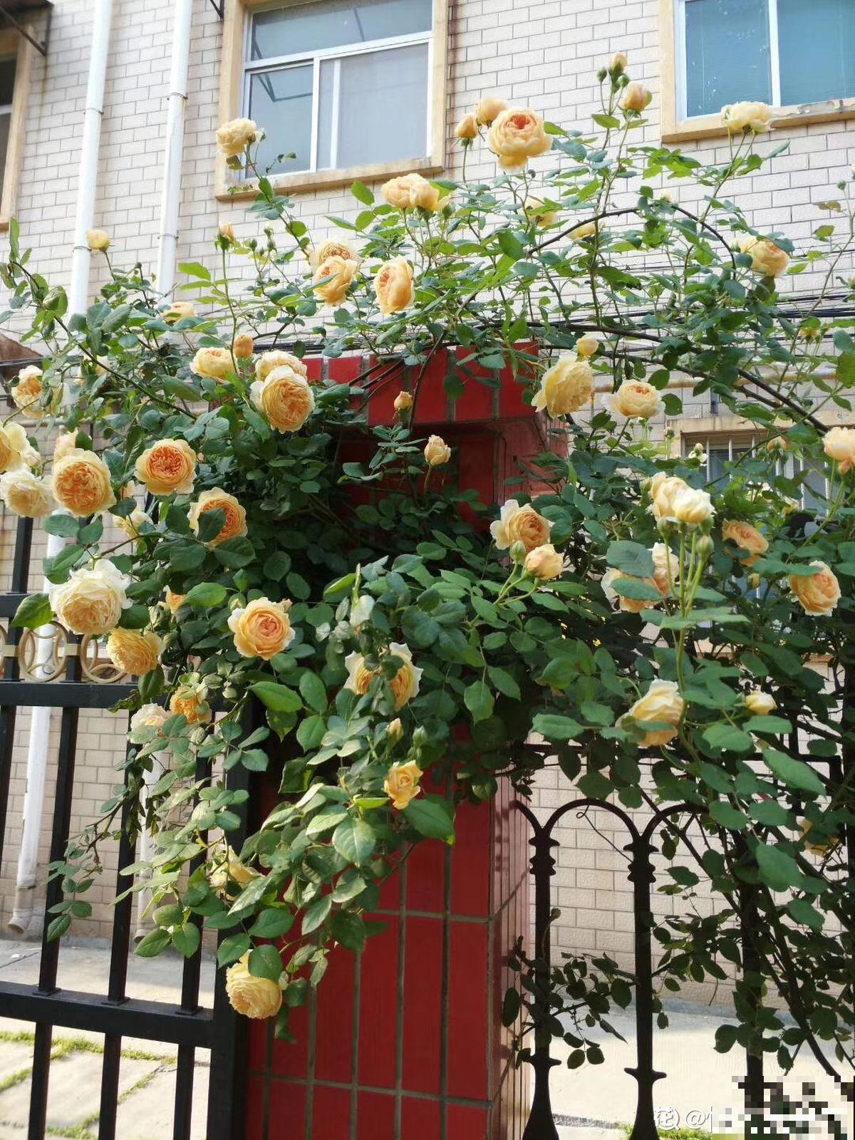 养月季单株不过瘾，简单做好5步，满墙都是月季花