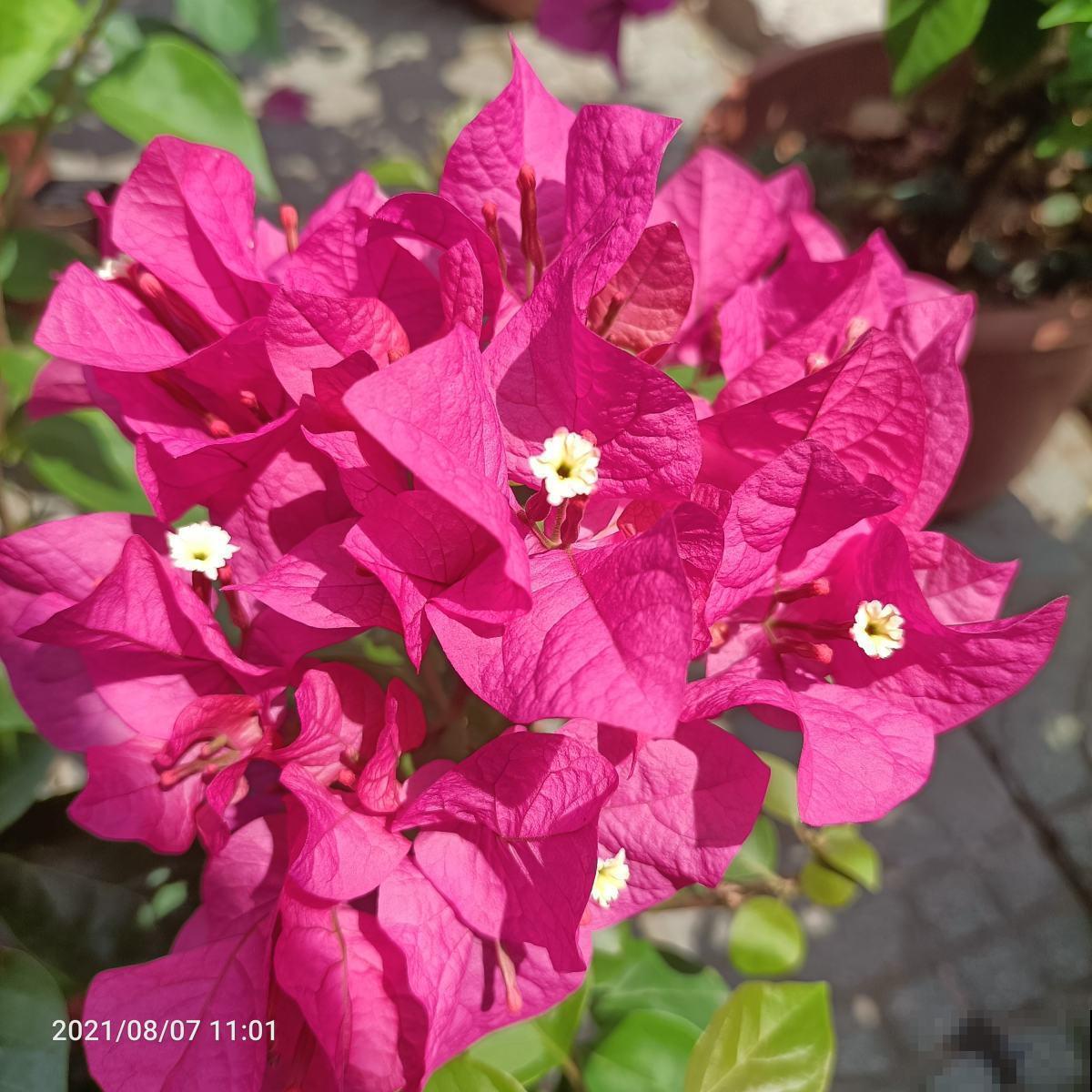 100种常见花,今天终于知道叫什么名了,建议收藏 100种常见花,今天终于知道叫什么名了,建议收藏