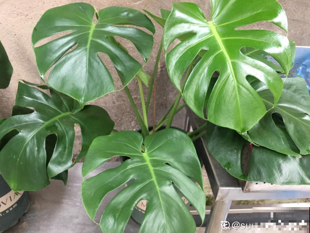 天热要修剪的花，不剪死得快，活不过夏天