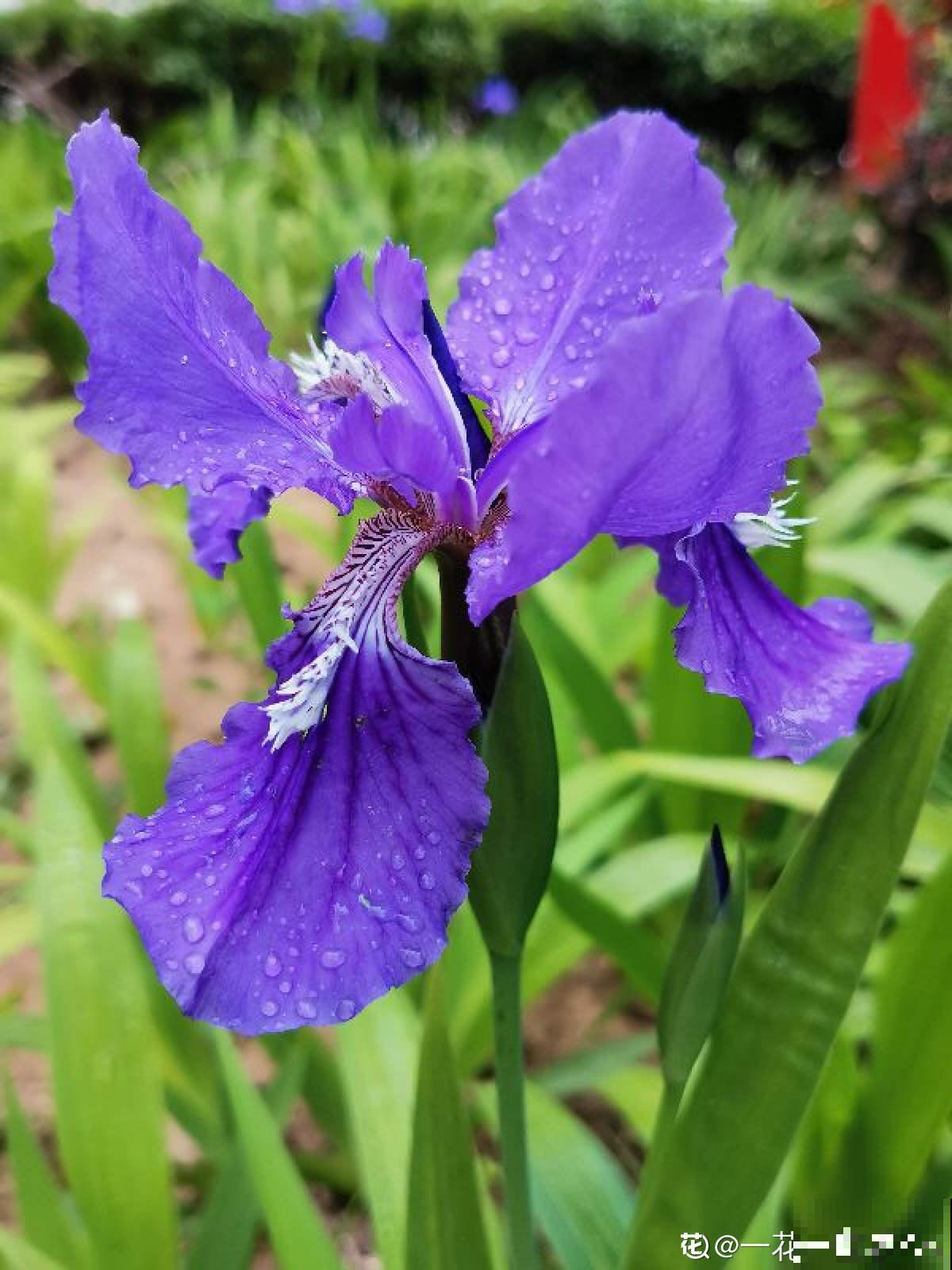 趁着秋天到，赶紧种上3种花，明天春天就能开花