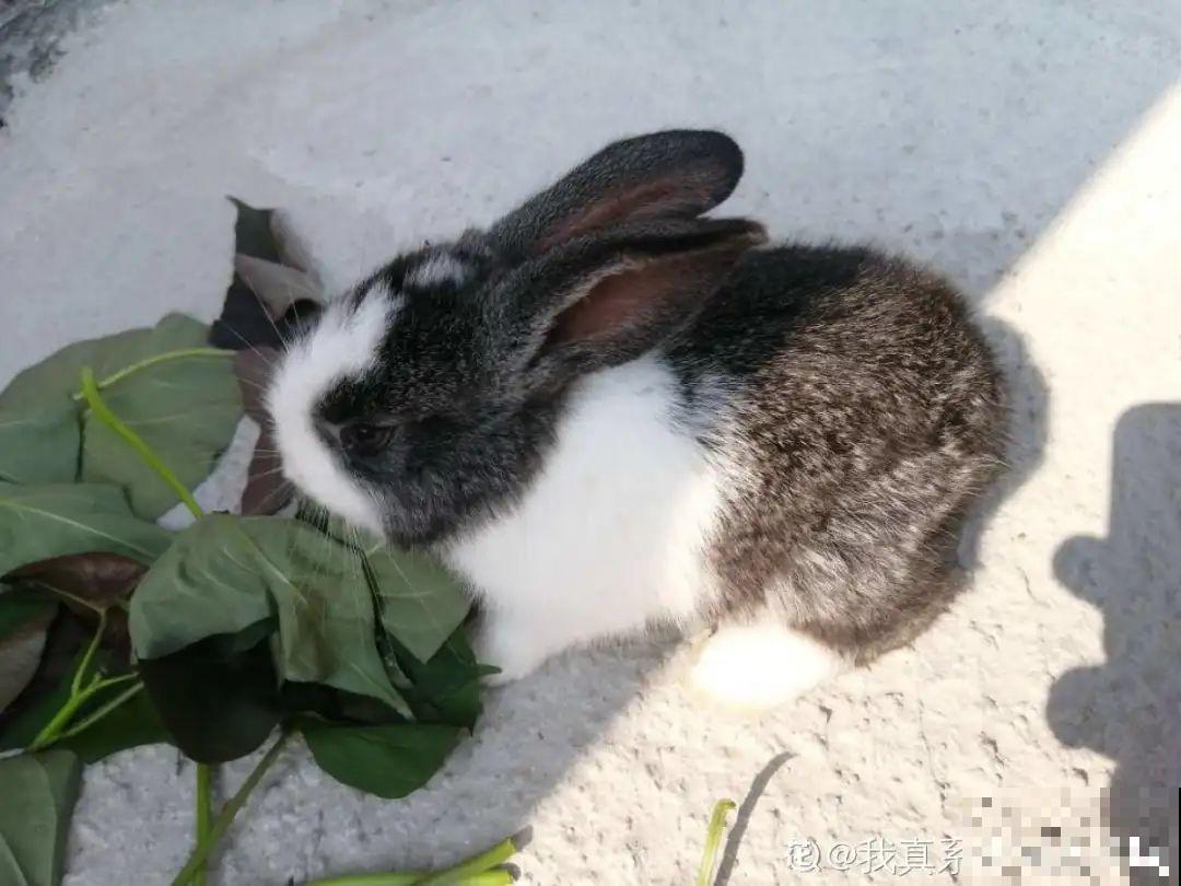 男子追在大象后，捡一筐大象粪，居然是为了养花