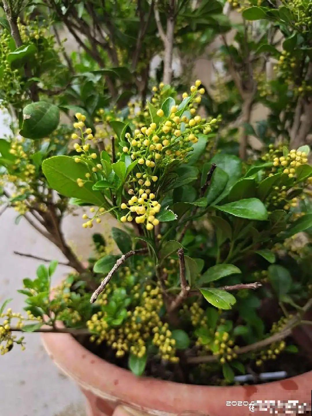 活的“香水花”,夏天一直开,满院子都是花香 活的“香水花”,夏天一直开,满院子都是花香