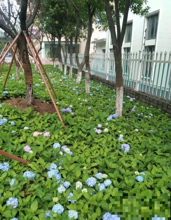 绿化带“壕”无人性，10万块的花堆一起，你认识几个？