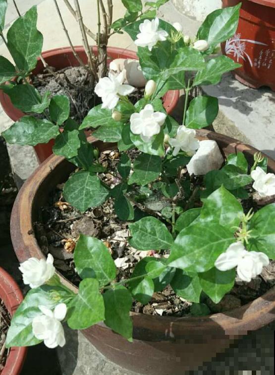 高温潮湿不宜养花?简单5步,打造“茉莉天堂” 高温潮湿不宜养花?简单5步,打造“茉莉天堂”