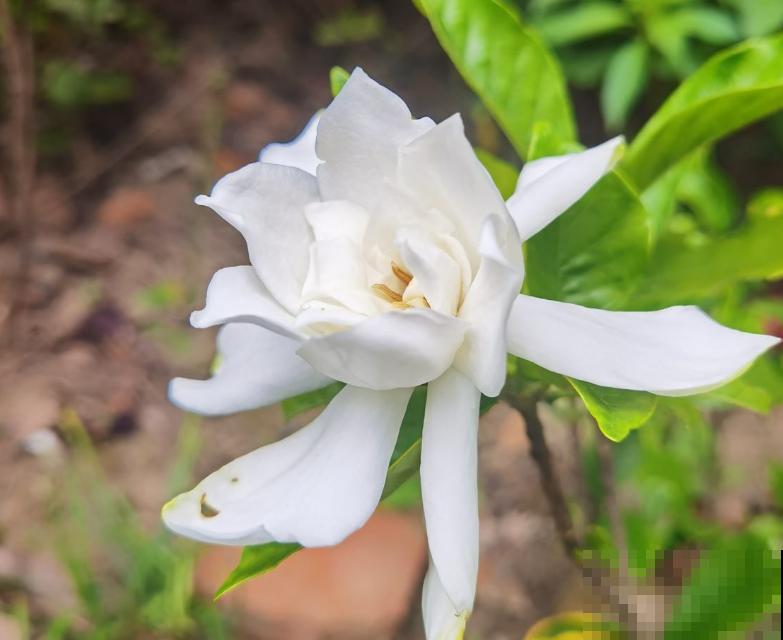 公认的“必死花”，买过“N”次都养不好，实在是太难养了！