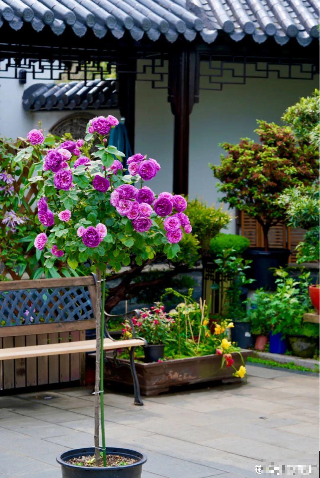 有个小院种种花，听风看雨，满眼花木