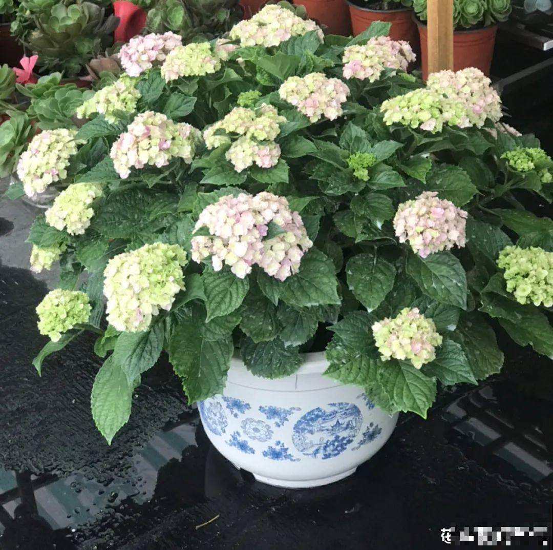 家里光照不足，就养这2种精灵花，耐阴花期长，皮实好养