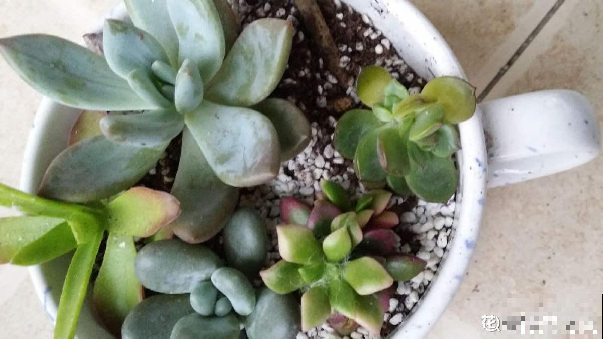 多肉出现这4个症状，就是生病了，再不注意全是隐患