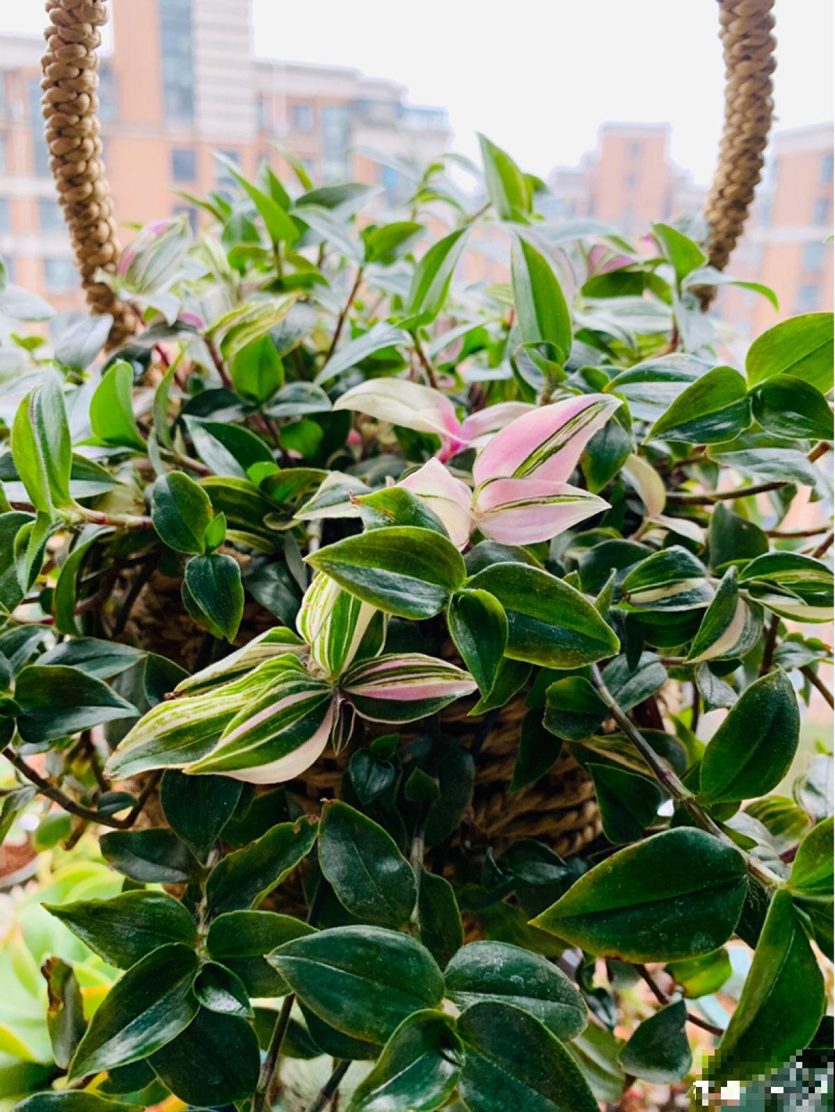 别养绿萝了,这6种彩叶花,家里没光也能养,颜值超高 别养绿萝了,这6种彩叶花,家里没光也能养,颜值超高