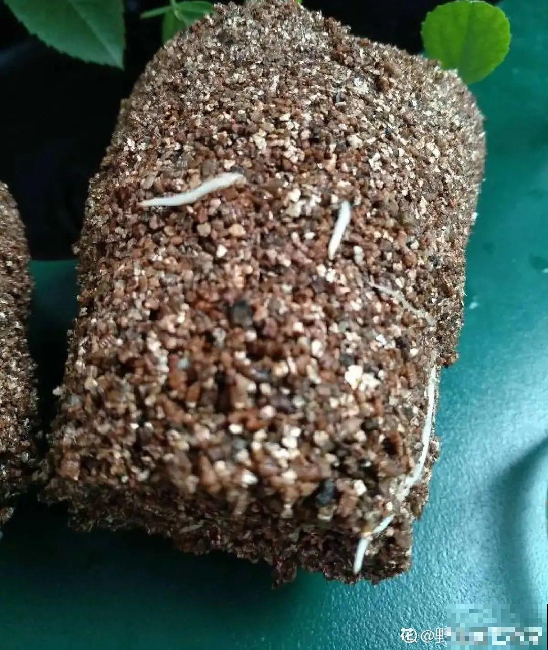 8种花，越热越扦插，大白根呼呼冒