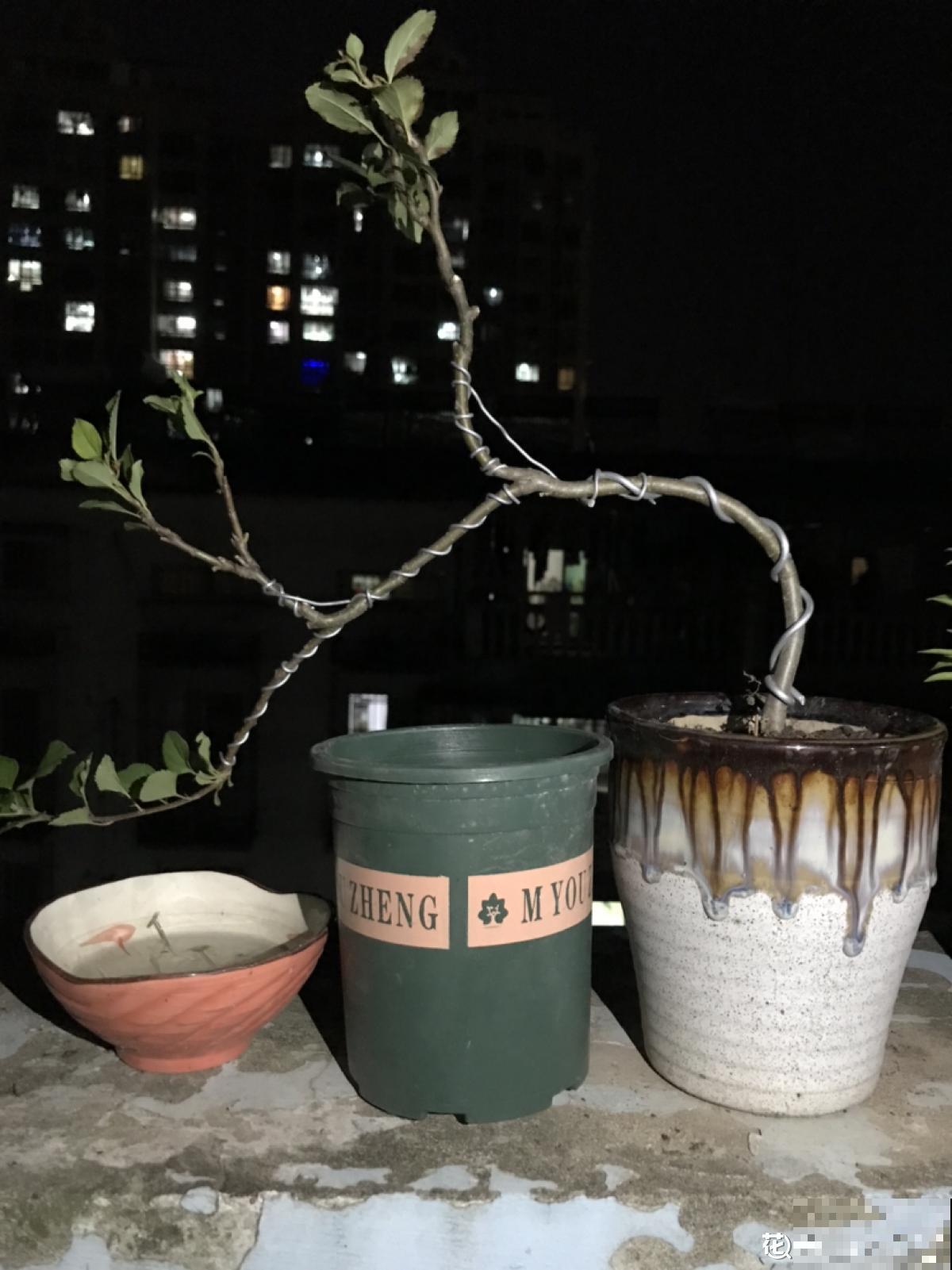 1棵苹果树，学会这6步，变成“高级”盆景