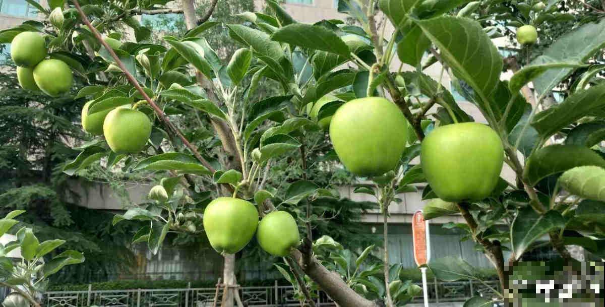 苹果VS梨，两大最常见水果，哪个种植更简单？