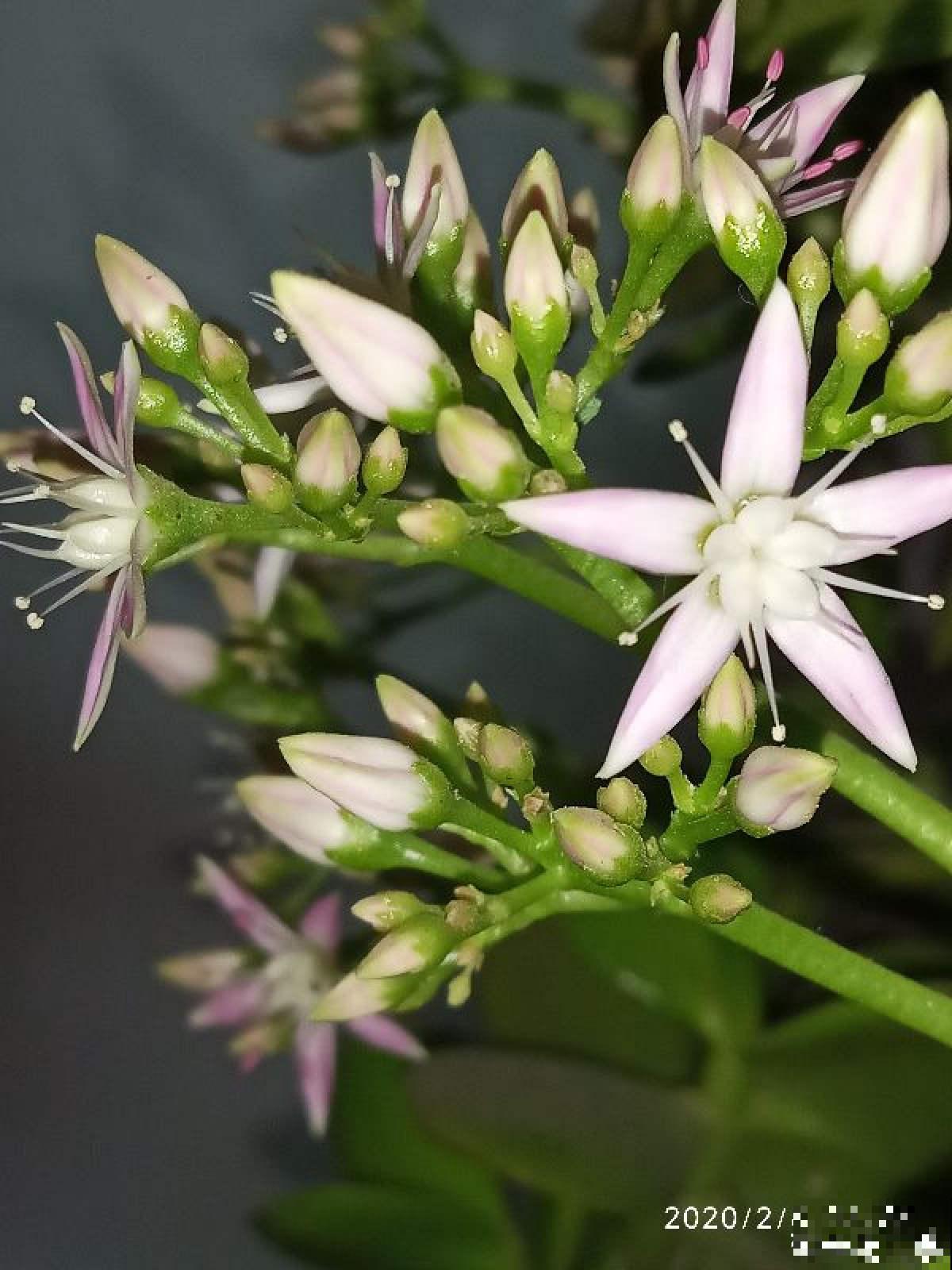 家里养的芦荟，开出一串大花箭，好运气要来了？