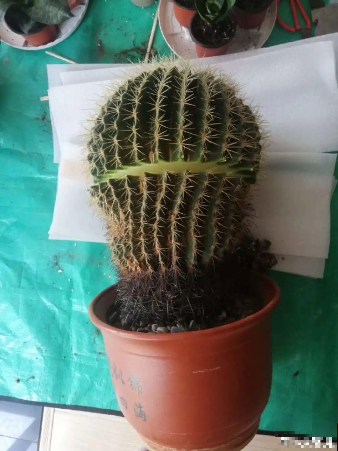 茉莉一长高就剪，别舍不得， 剪对了能快速复花