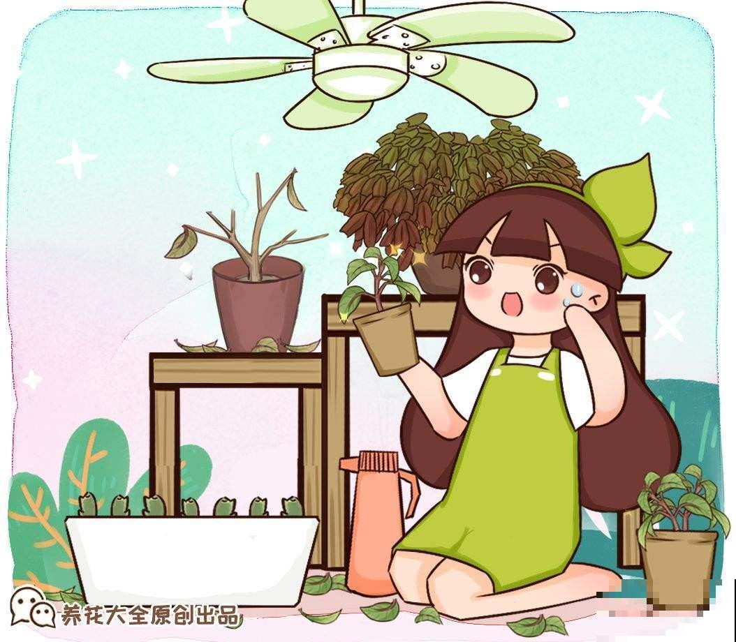 吊钟海棠夏天就是渡劫？注意温度，度夏并不难