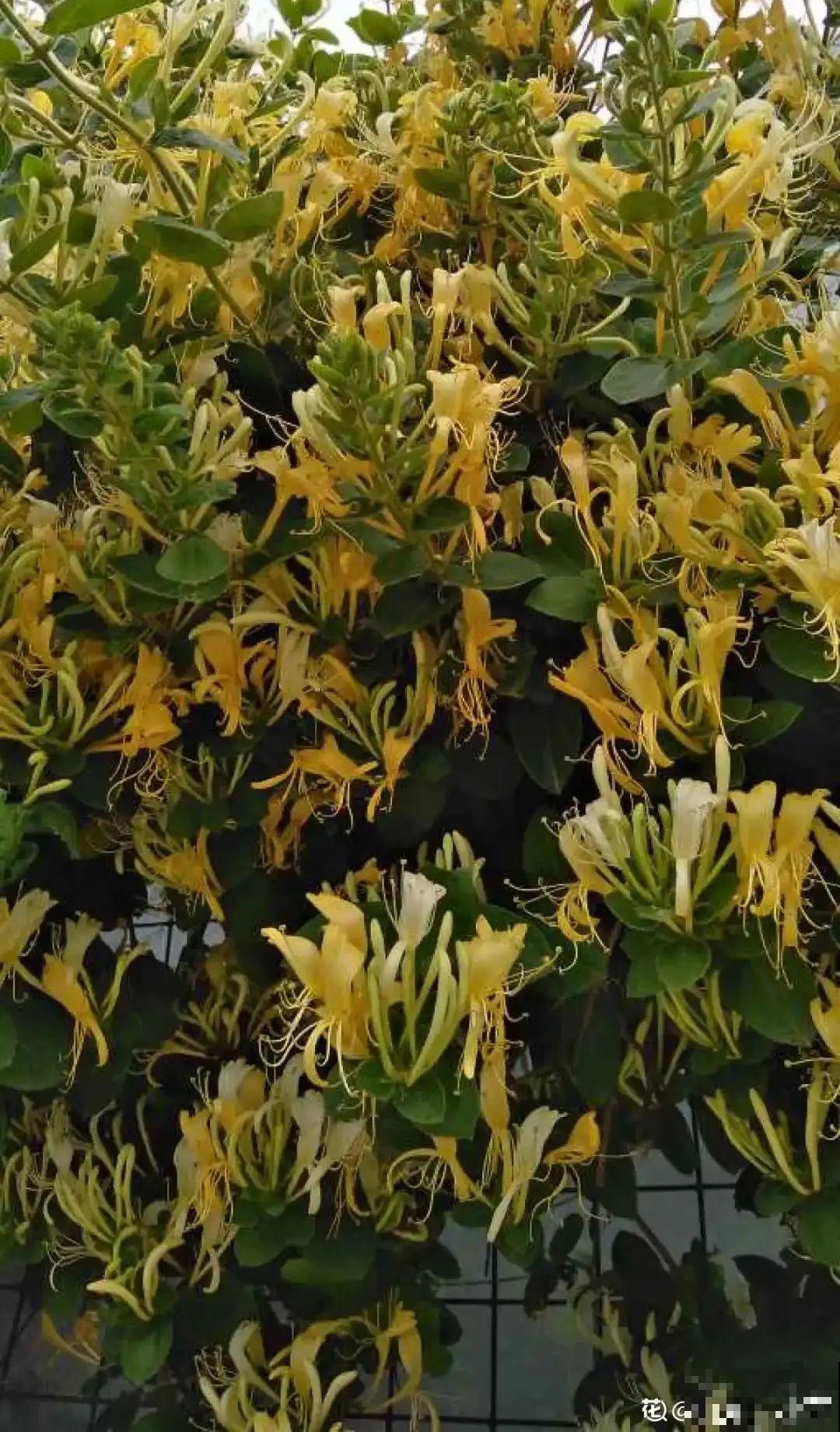 8种花名字里带金,听着就富贵,赶紧养一盆 8种花名字里带金,听着就富贵,赶紧养一盆