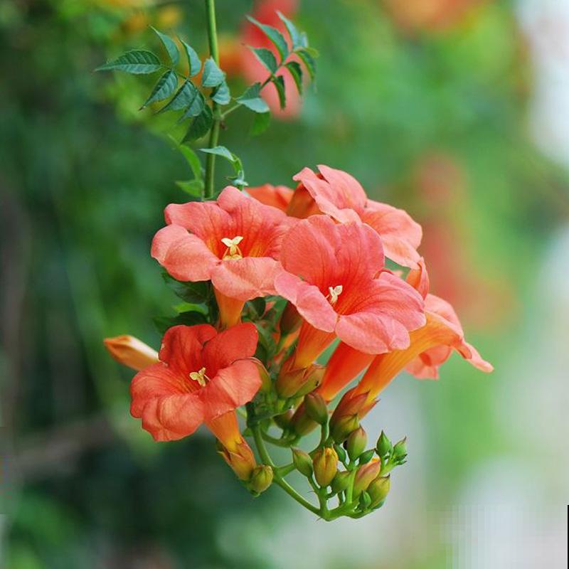 墙面大改造！种上4种爬墙花，我家的院墙成了拍照景点……