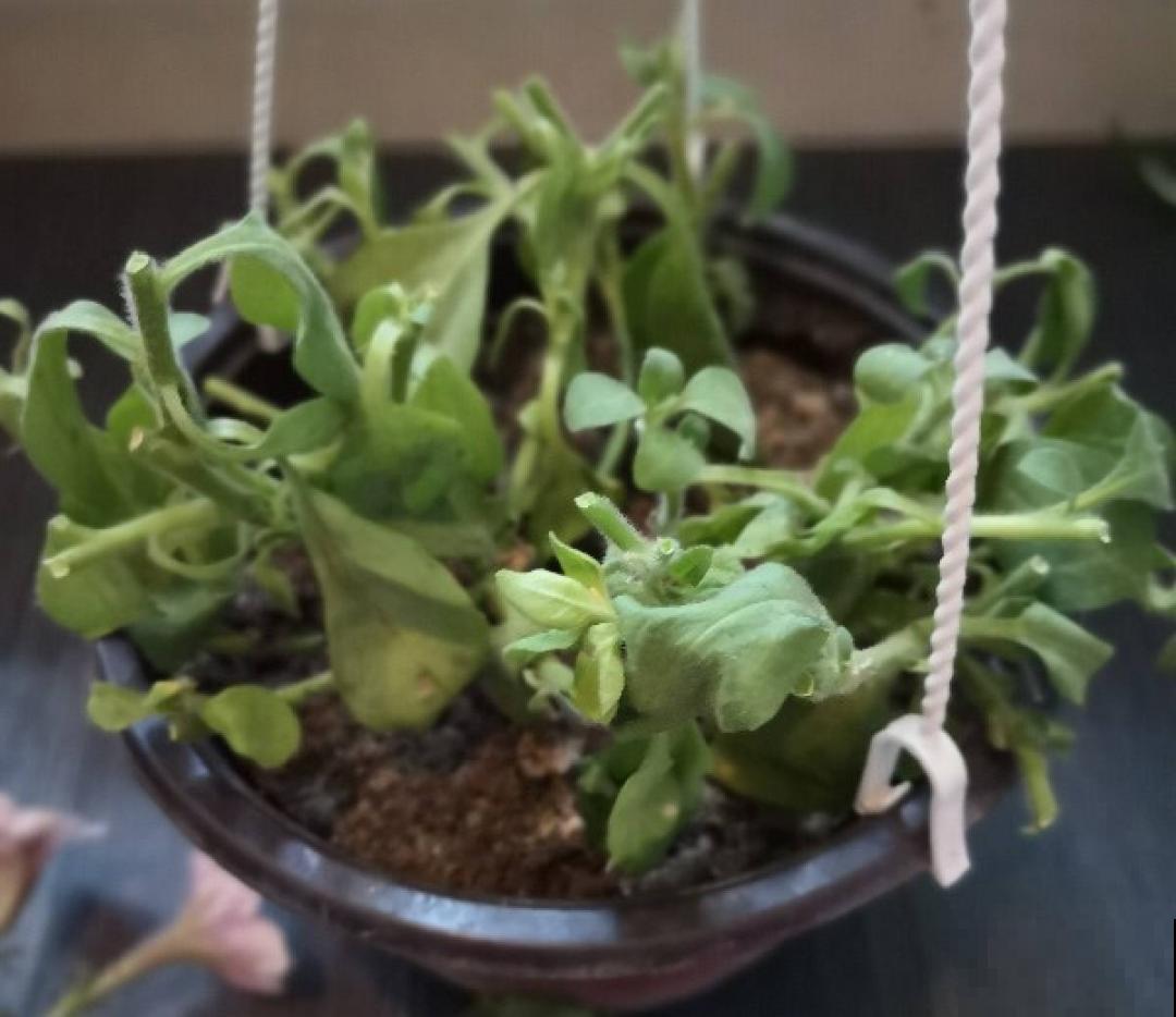 天热要修剪的花，不剪死得快，活不过夏天