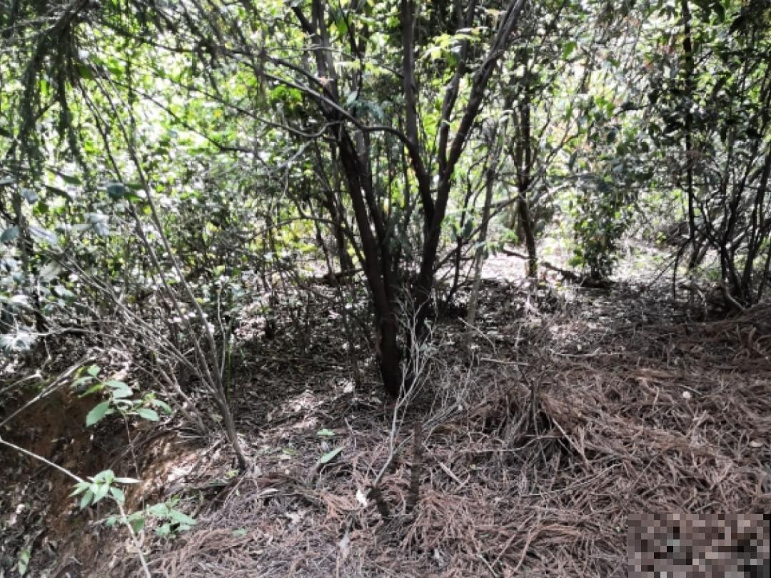 9种土别拿来养花,对花不好,容易黄叶烂根 9种土别拿来养花,对花不好,容易黄叶烂根