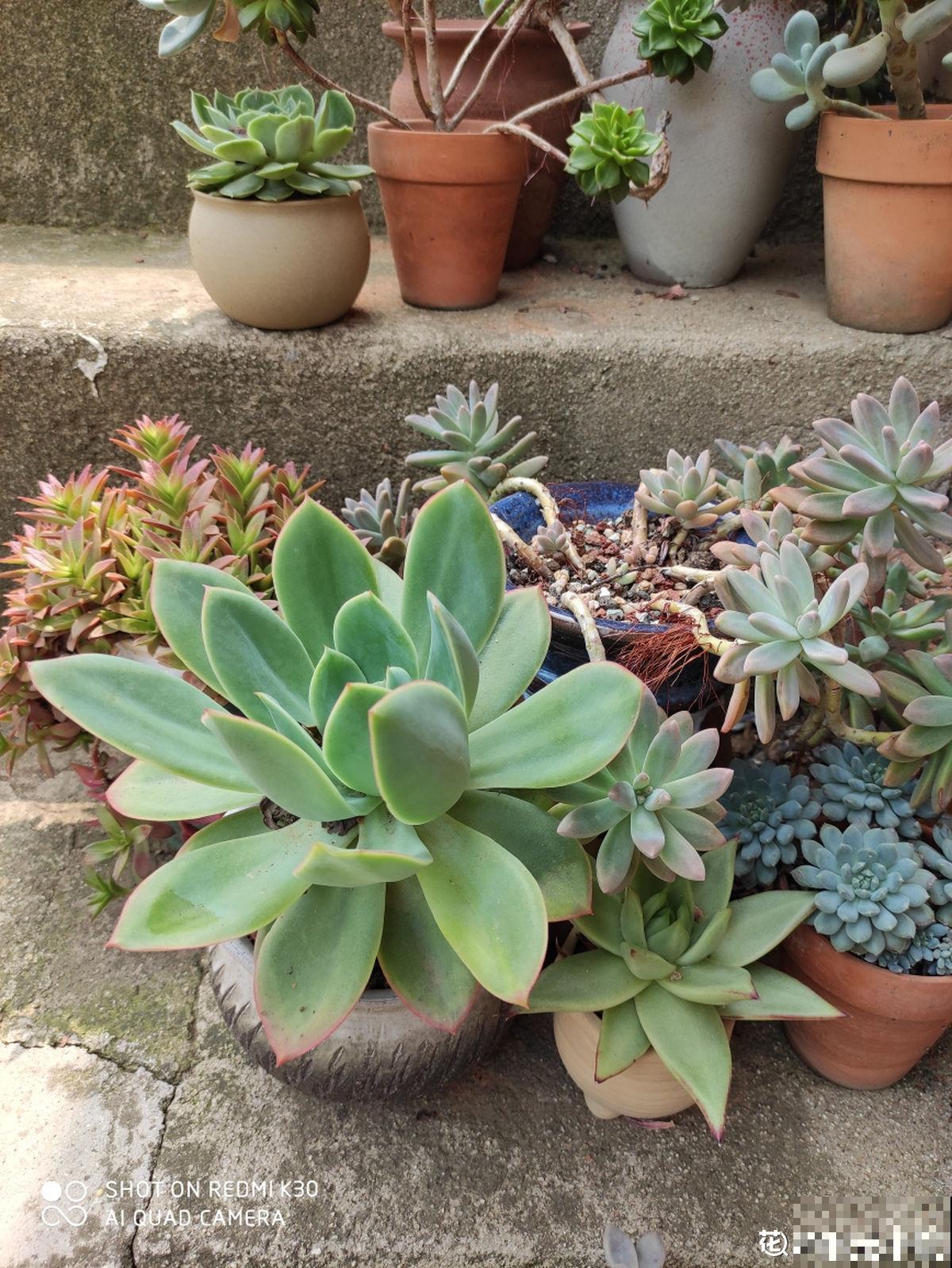 赶紧看看你家多肉，5步养护，大暑安全度过