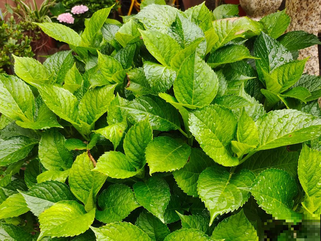 9个开花劳模，施肥不能停，不然越养越差劲