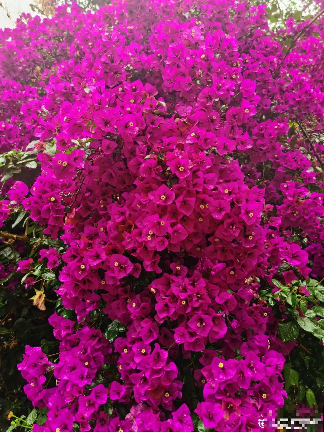 6种花耐高温，夏天也能养开花