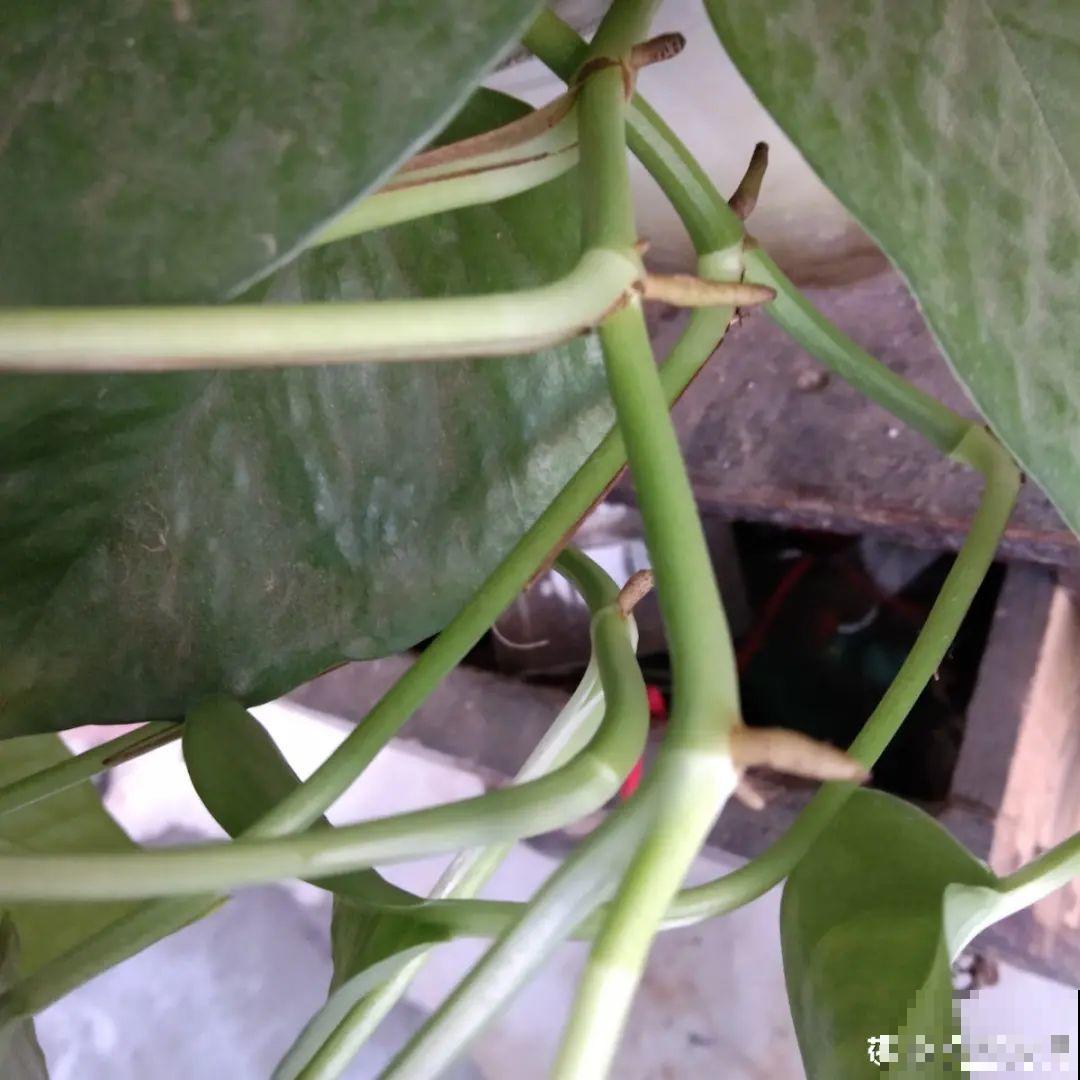 夏天看见气生根,赶紧剪下来,插土里就活 夏天看见气生根,赶紧剪下来,插土里就活