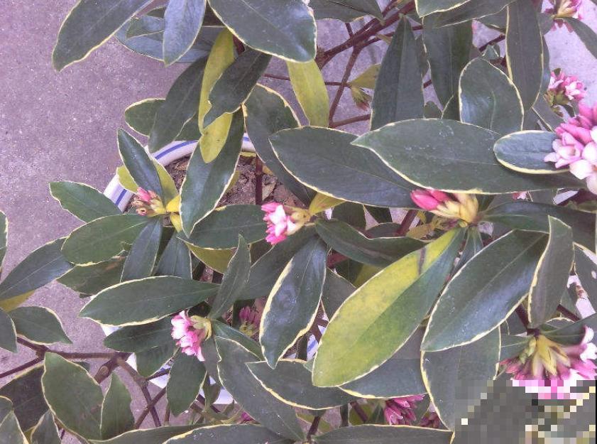 金边瑞香的头号杀手,一旦中招,无力回天! 金边瑞香的头号杀手,一旦中招,无力回天!