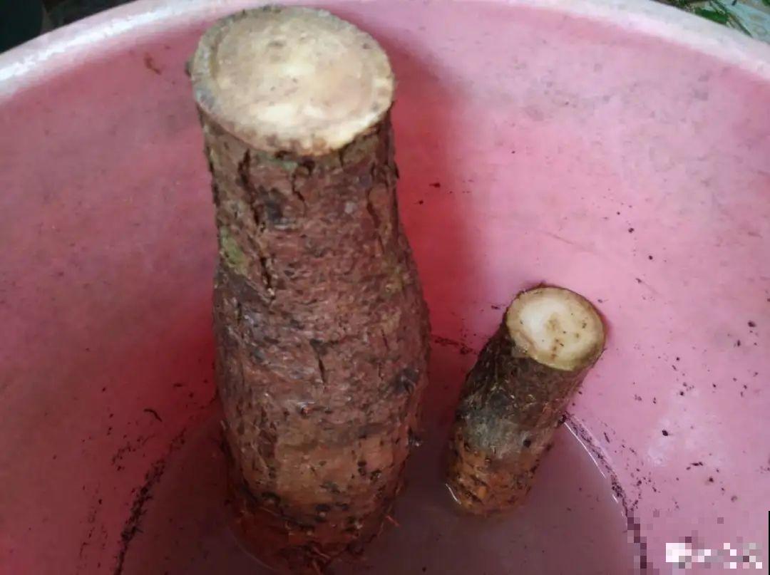 花杆子变黑，赶紧拔出来，立马换土