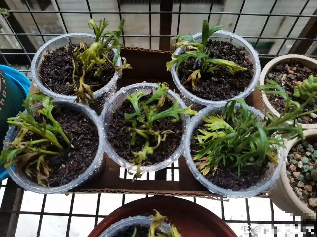 6月份赶紧扦插，学会方法，巧变扦插金手指