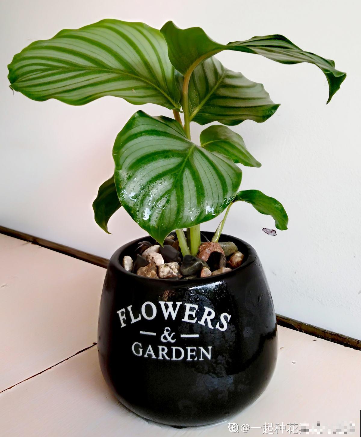 5步种好青苹果竹芋，家中就能打造“青苹果乐园”