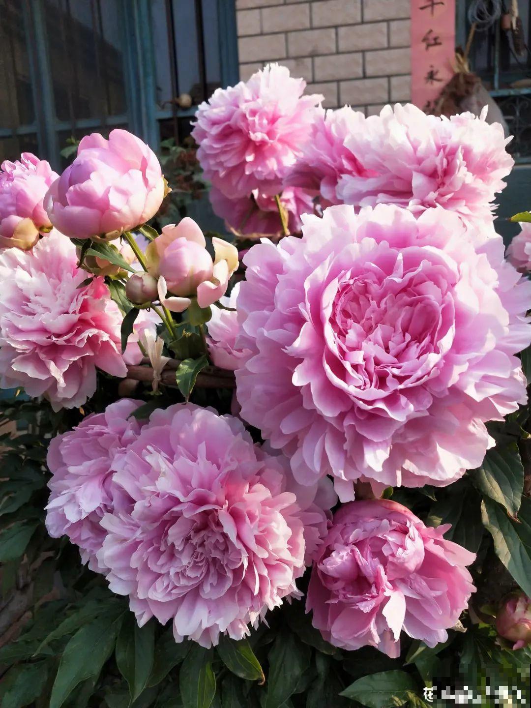 一年只能种一次的花,开花富贵寓意吉祥,堪称“花中宰相” 一年只能种一次的花,开花富贵寓意吉祥,堪称“花中宰相”