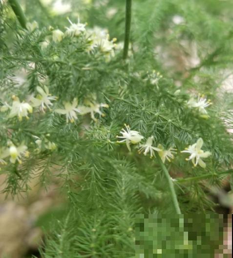 文竹娇嫩像公主，不注意这2点，咋养都得生点病